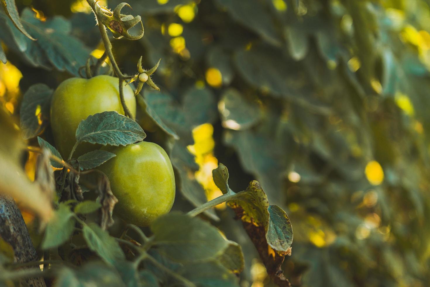 tomates vertes non mûres photo