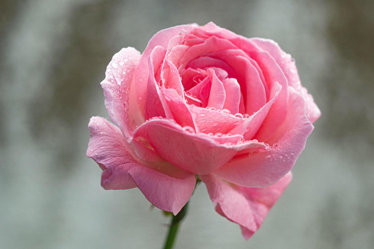 rose rose avec rosée photo