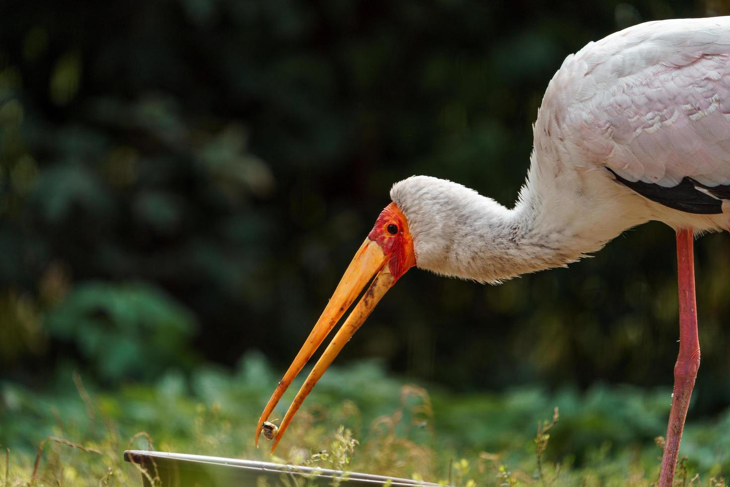 cigogne à bec jaune photo