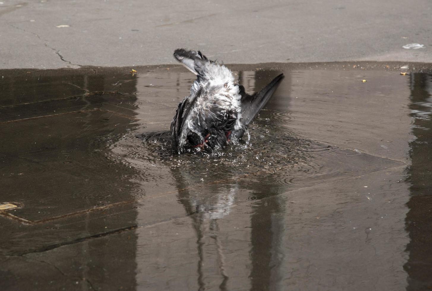 balancier oiseau pigeon plongeant dans l'eau peu profonde. photo