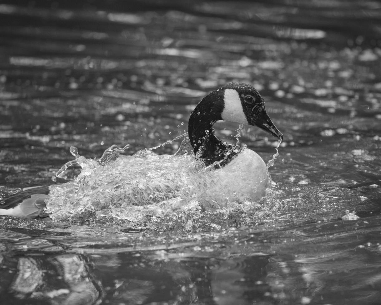 canard éclabousse dans l'eau photo