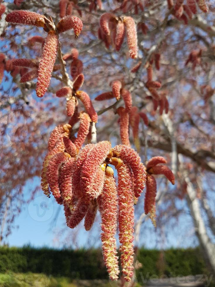 floraison rare d'un arbre photo