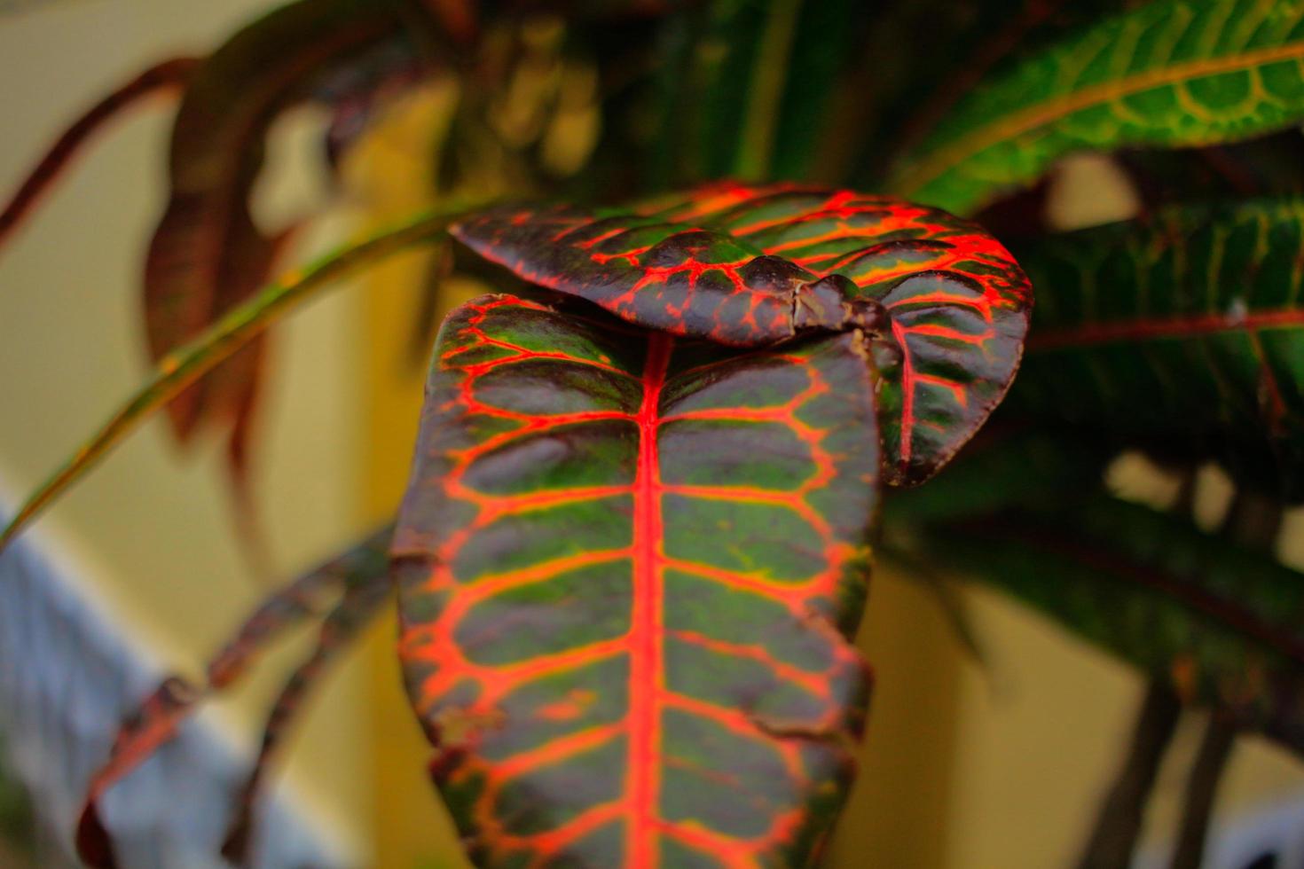 plantes dont les feuilles sont belles à regarder, adaptées à la décoration photo