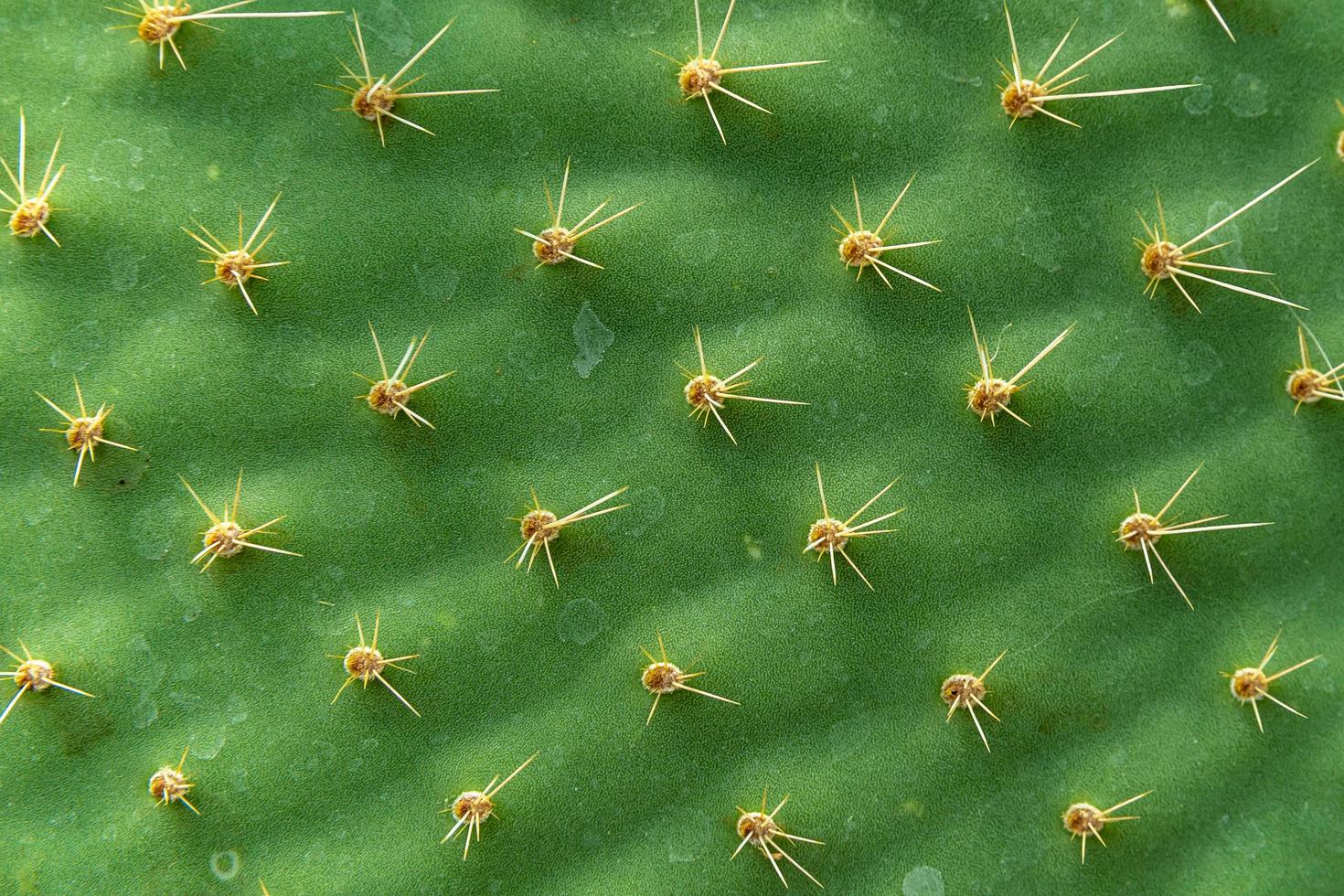 feuille de cactus détaillée photo