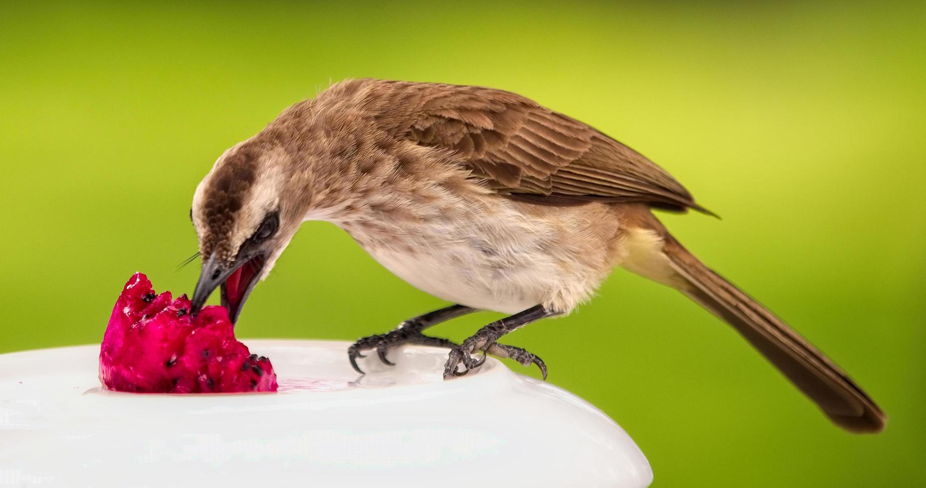 oiseau brun mangeant des fruits photo