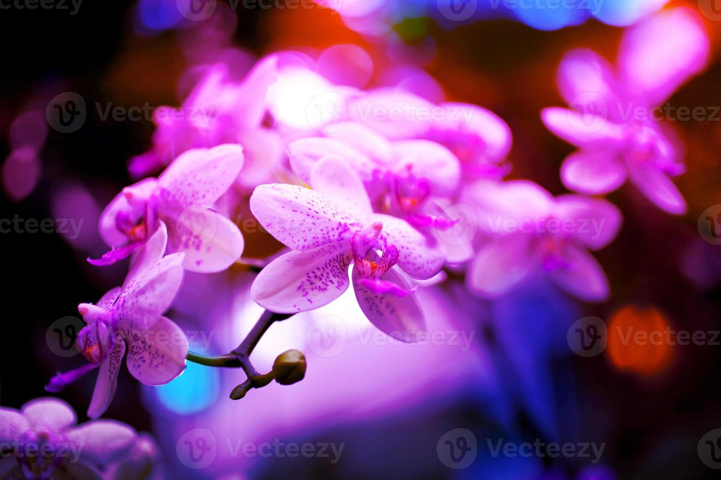 fond de fleurs d'orchidées aux tons néon photo