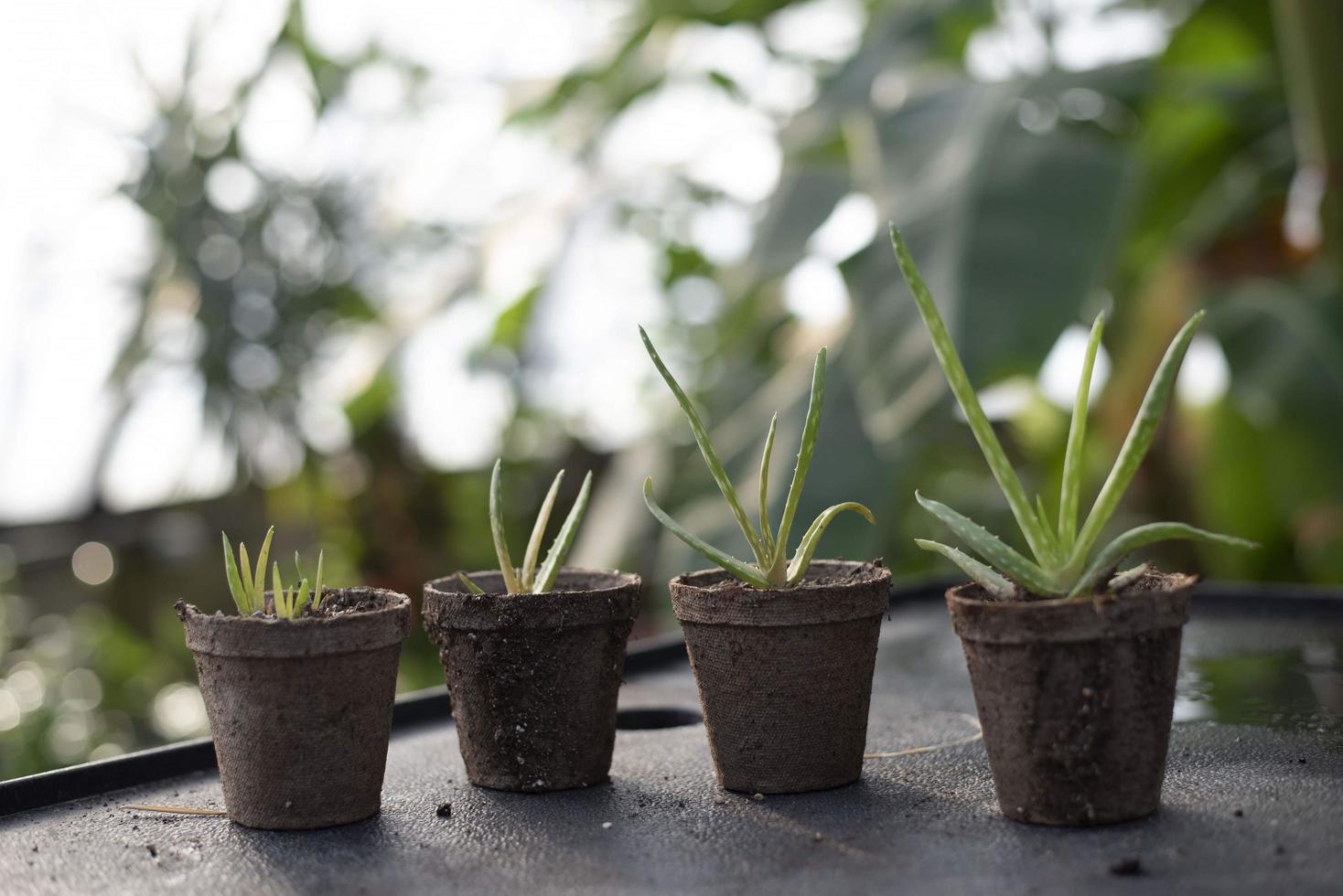 plantes en pot dans des pots naturels photo