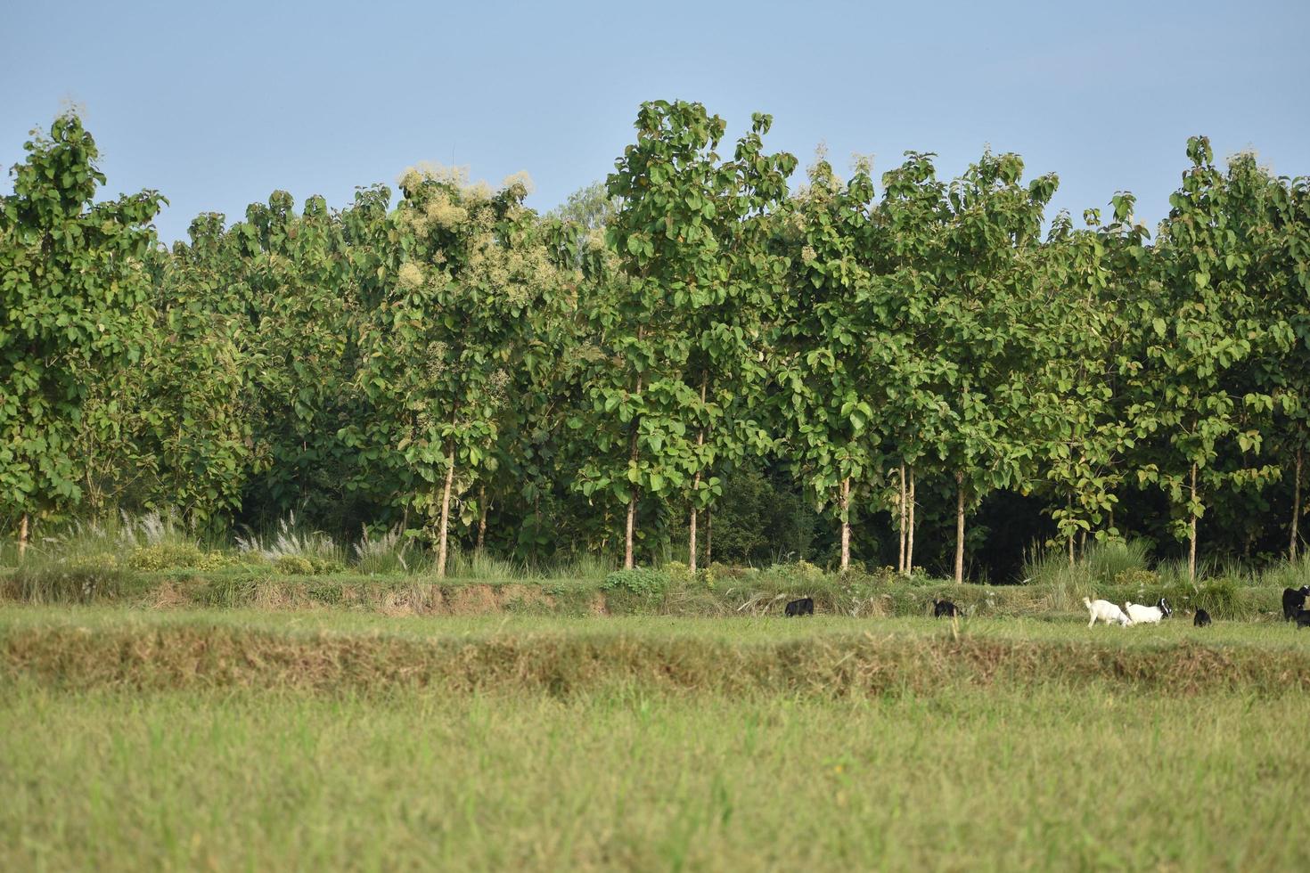 image d'arbre de la nature photo