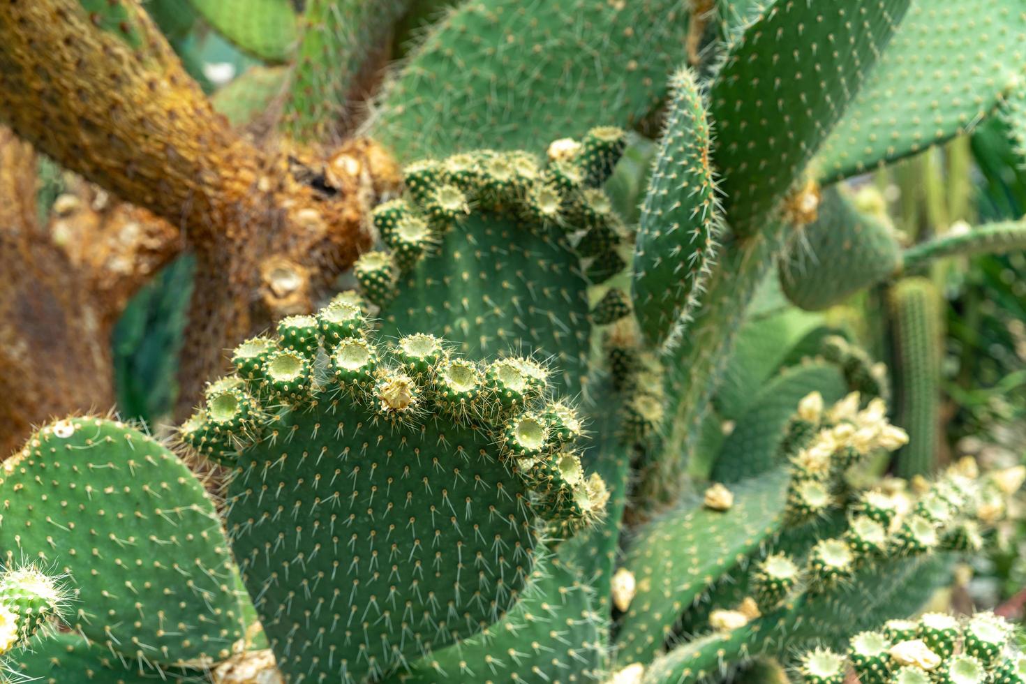 gros plan, de, fleurs cactus photo