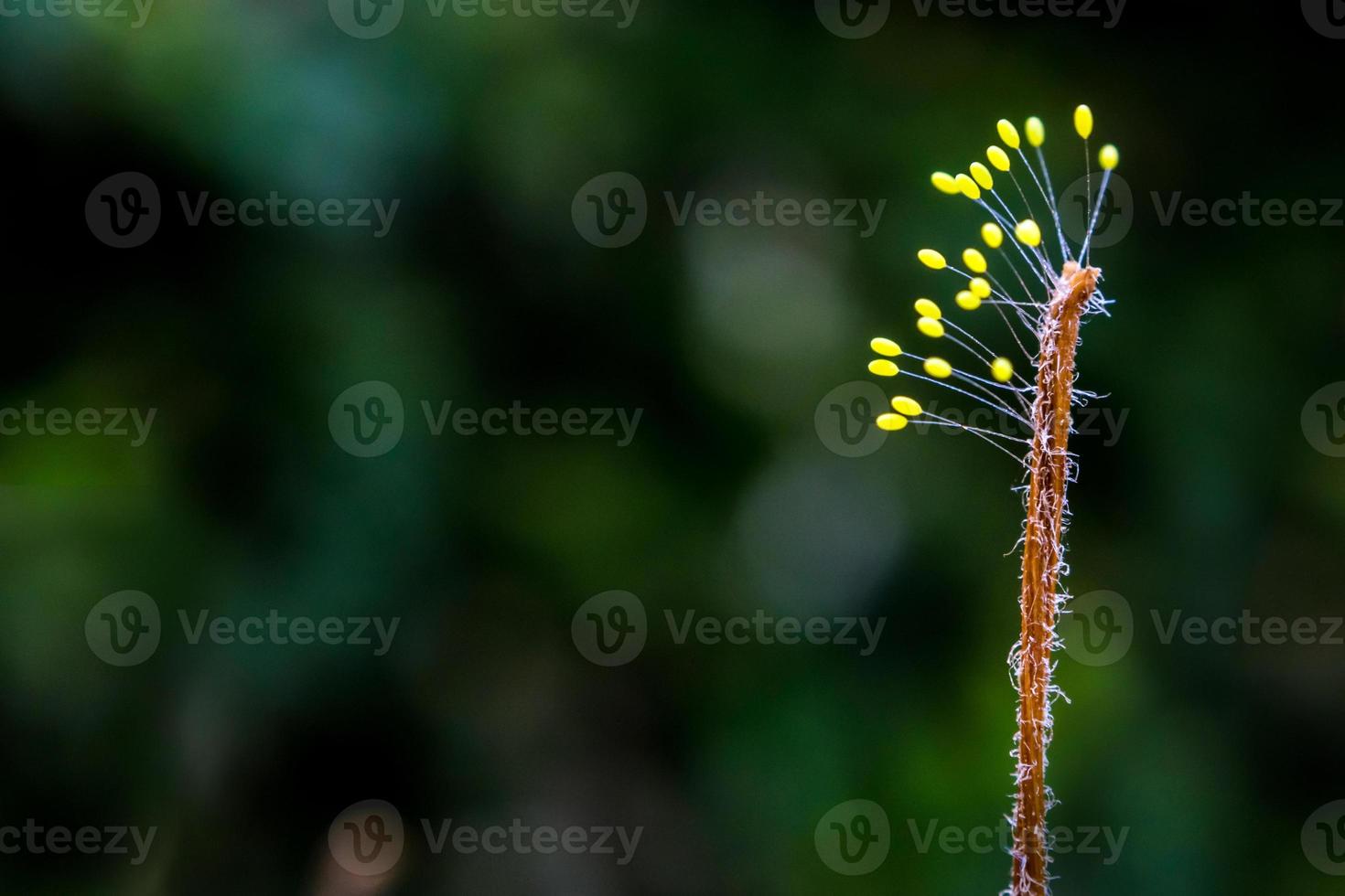 sporophyte de champignon à la fin de l'herbe séchée photo