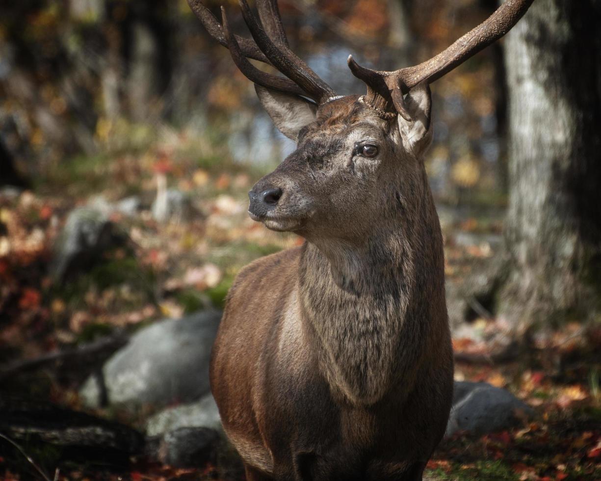 un cerf regardant de côté photo