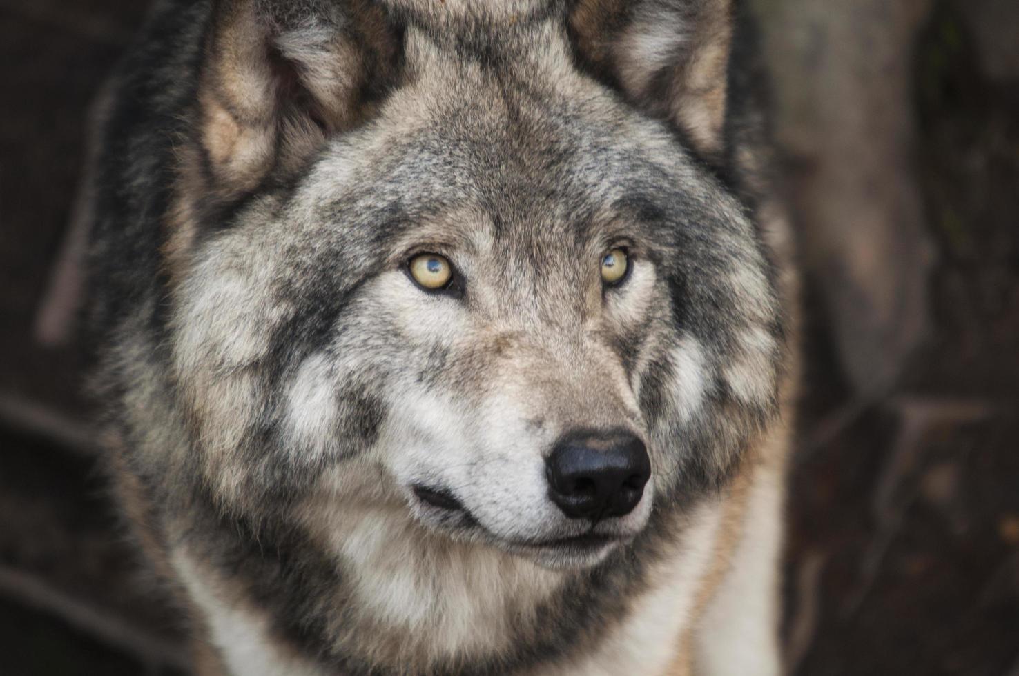 loup gris et blanc photo