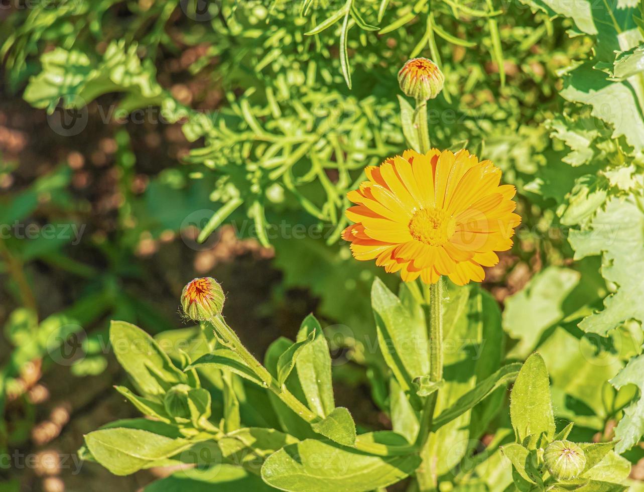 belles fleurs de calendula dans le jardin d'été. fleur de souci. photo