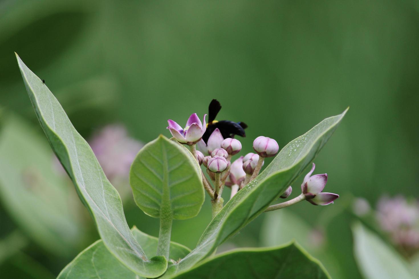 Bourdon noir assis sur une fleur de calotropis gigantea. photo