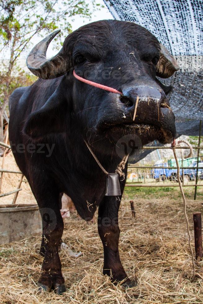 vaches et buffles en thaïlande photo