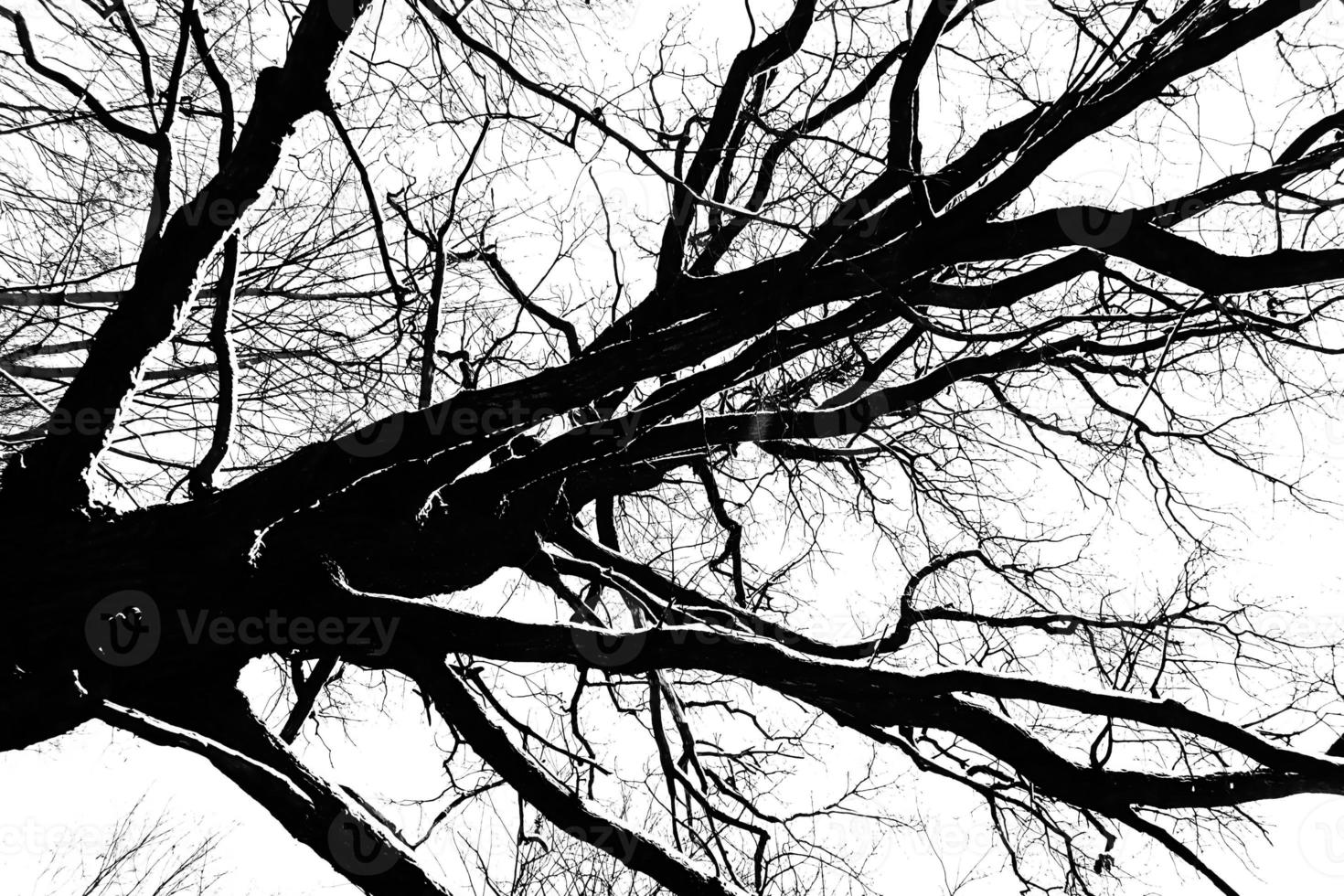 branches d'arbres noires et blanches couvertes de neige photo