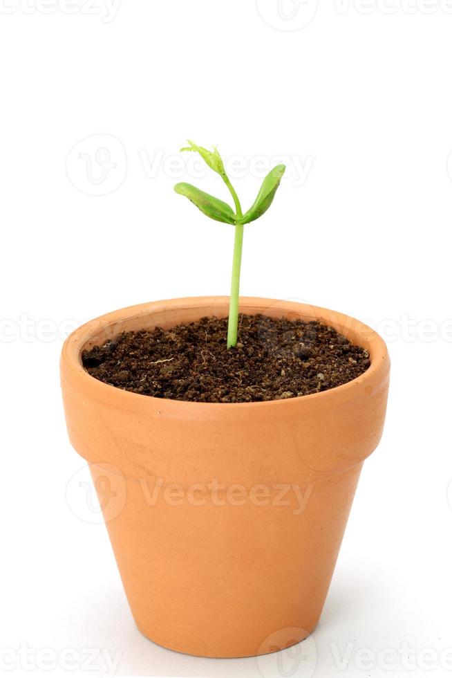 bébé plante poussant dans un pot photo