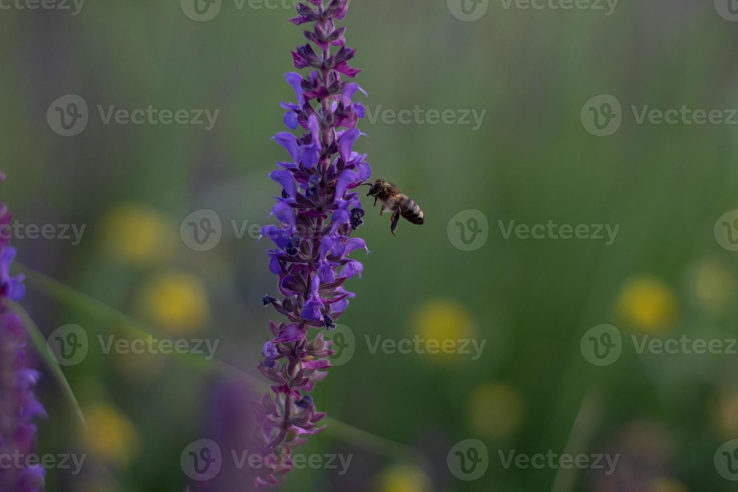 une abeille en vol. gros plan d'une abeille collectant du pollen sur la fleur pourpre de printemps dans le champ, une abeille volant autour d'une fleur dans le champ de printemps. photo