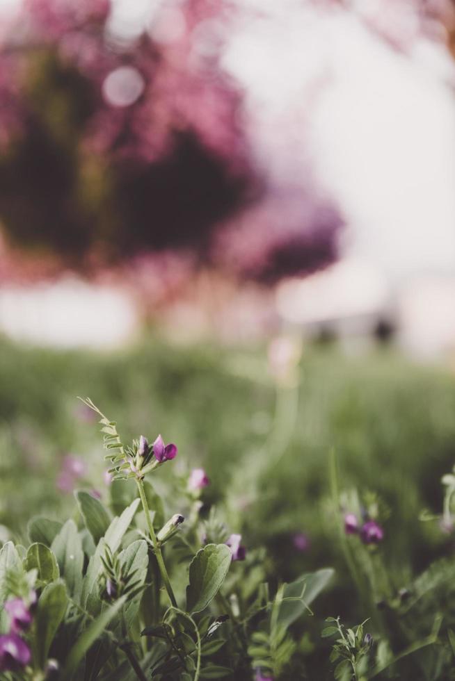 Photographie de mise au point sélective de fleur pétale pourpre photo