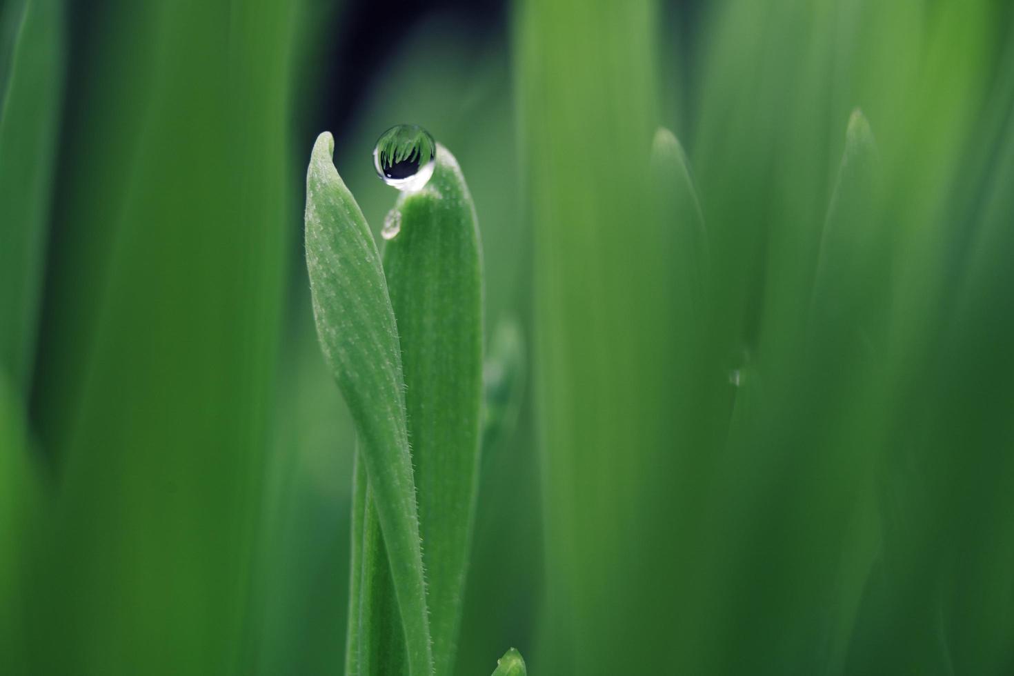 goutte d'eau sur feuille verte photo