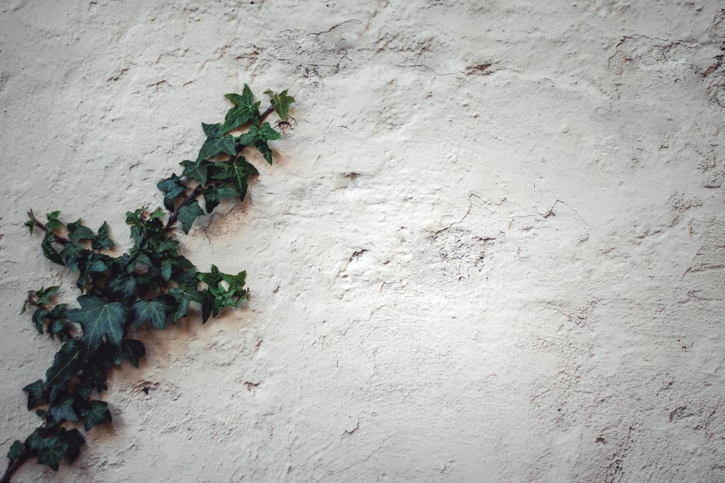 Lierre vert poussant sur un mur blanc photo