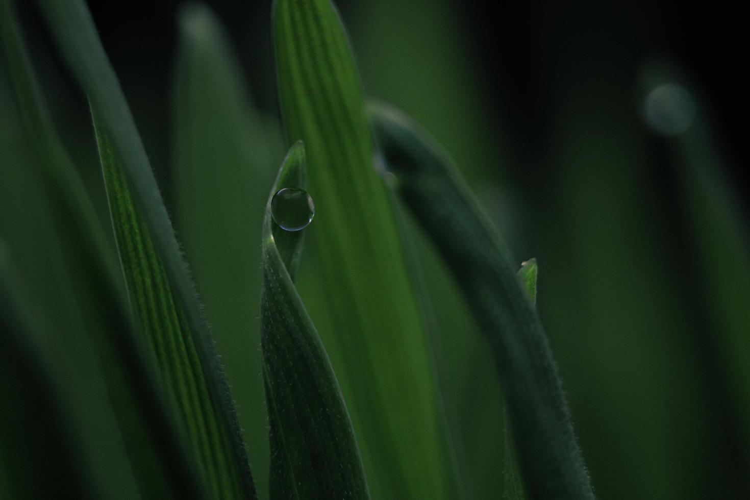 rosée d'eau sur une feuille verte. photo