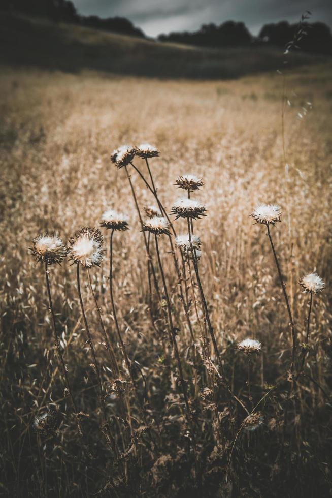 fleurs blanches dans un champ brun photo