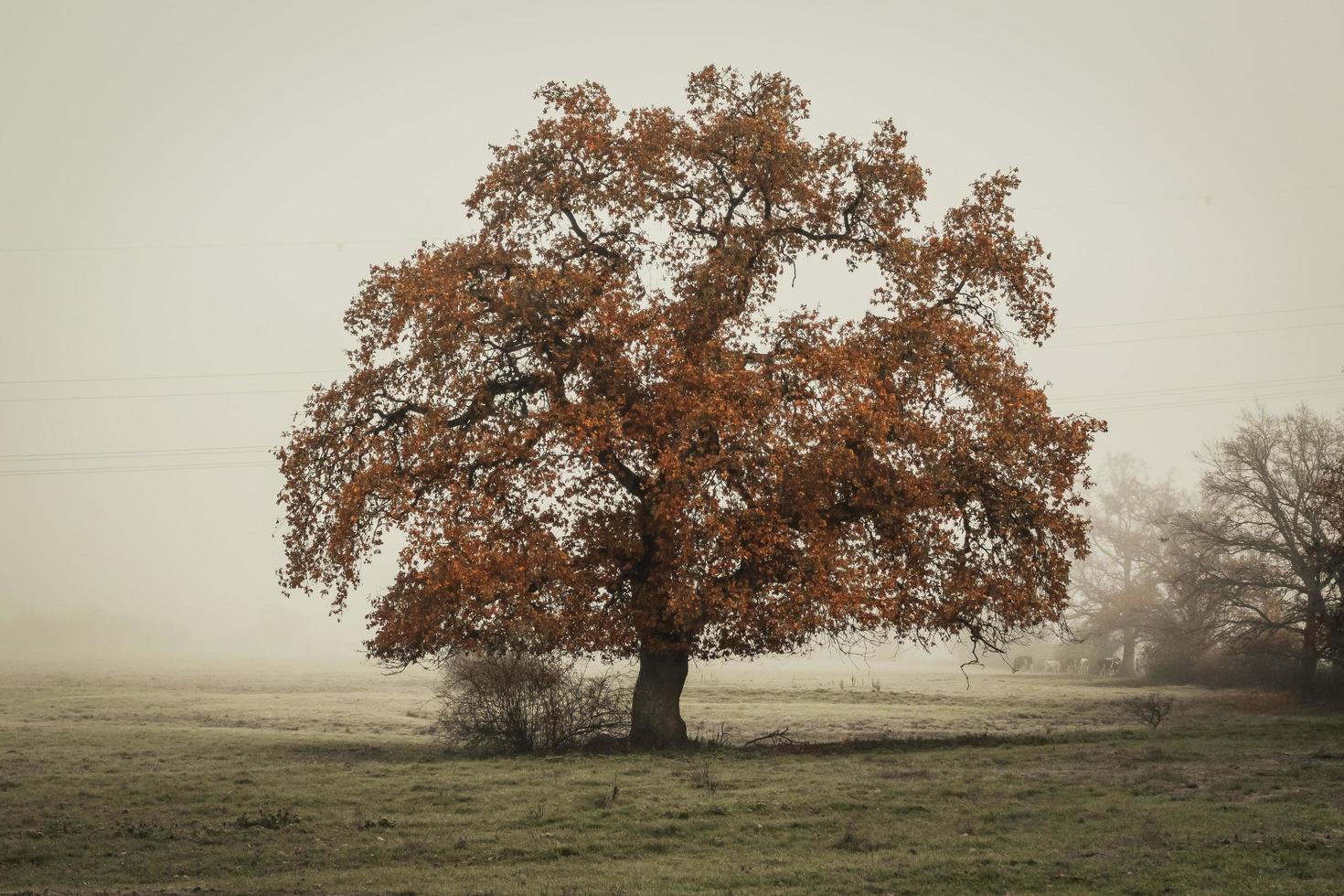 arbre solitaire dans le champ photo