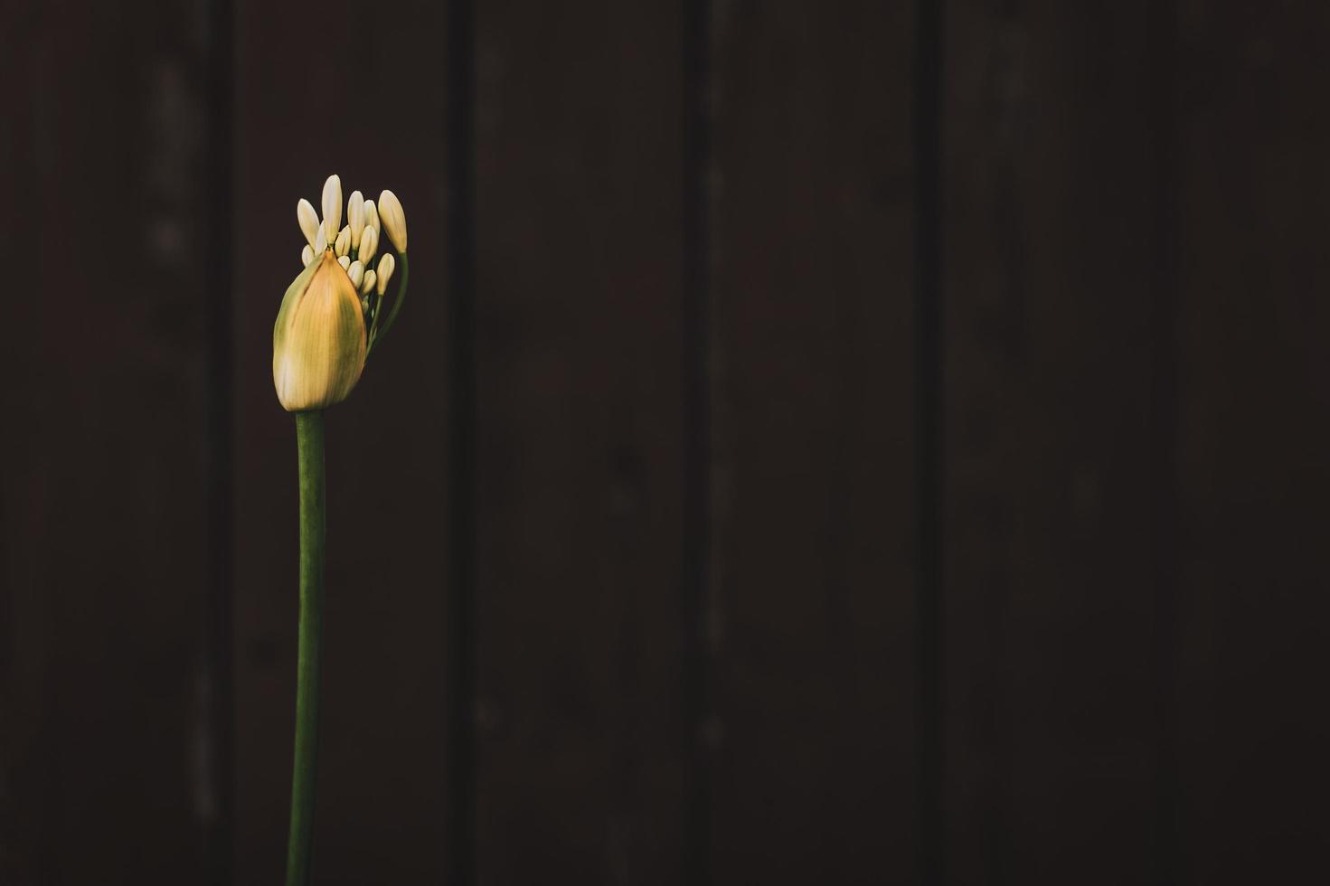 Bouton de fleur jaune sur fond sombre photo