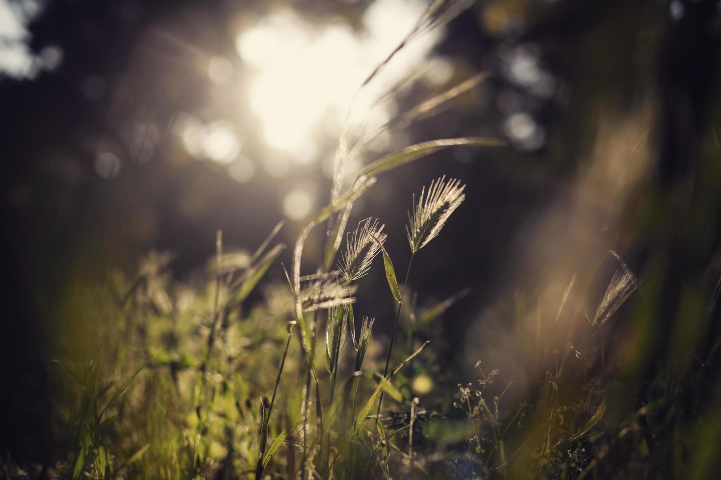 herbe sauvage au soleil photo