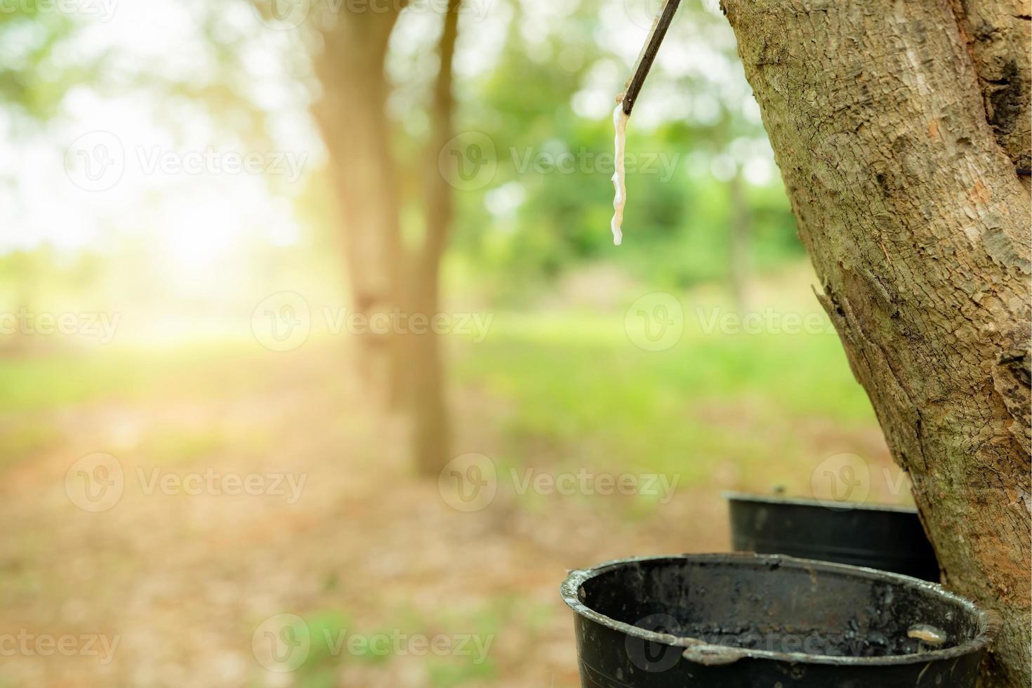 Le Caoutchouc Liquide Dans Un Seau De L'arbre En Caoutchouc De Para Dans  Songkhla, Thaïlande Photo stock - Image du down, jour: 136714978