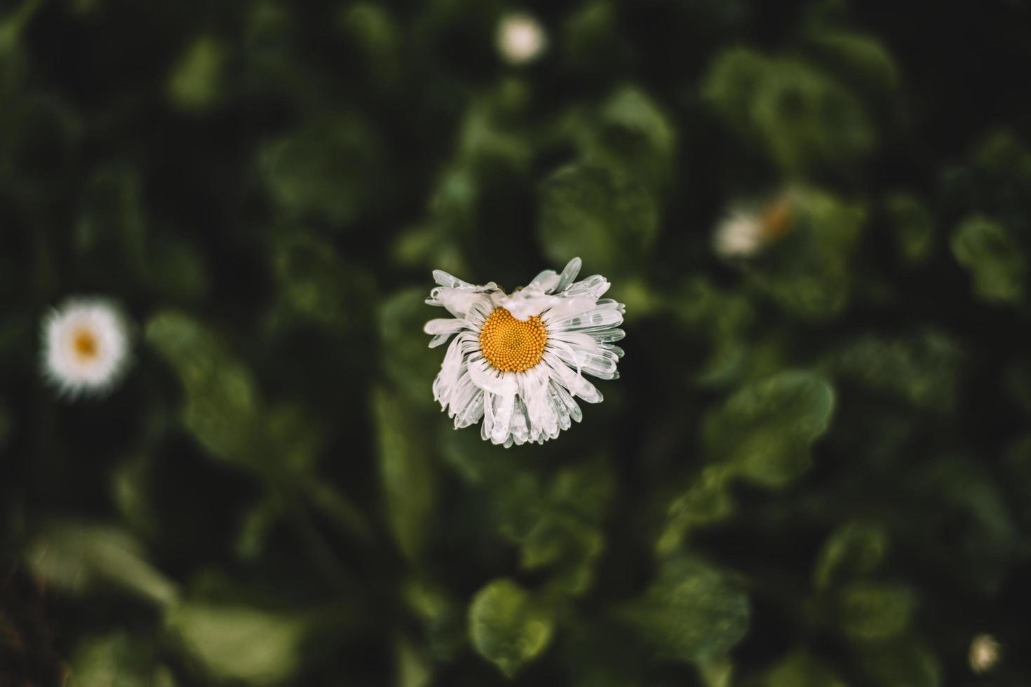 vue de dessus d'une marguerite usée photo