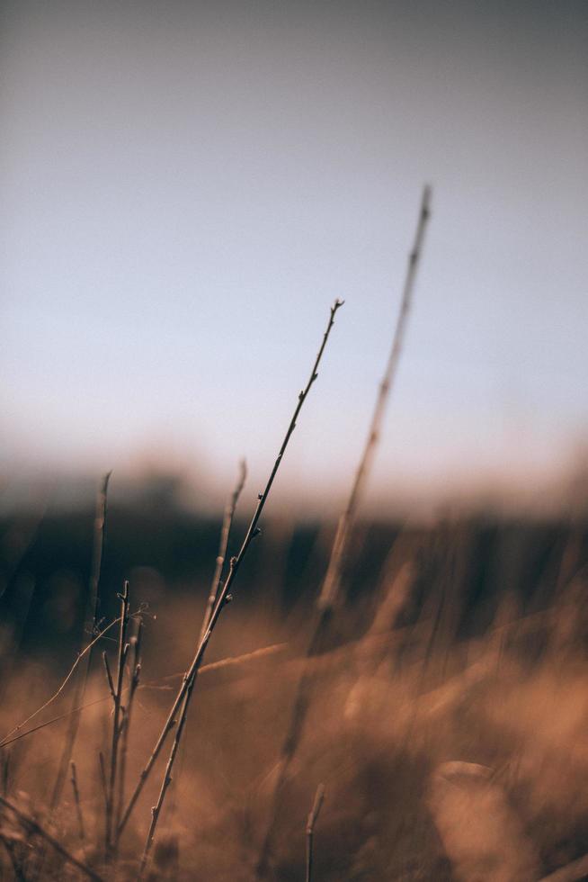 herbe sauvage au coucher du soleil photo