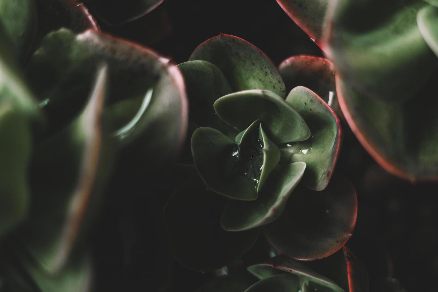 succulente verte et rouge photo