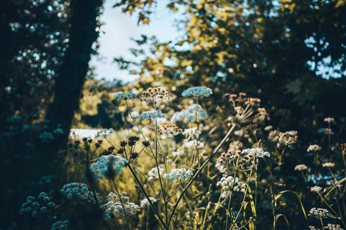 fleurs près d'une rivière photo