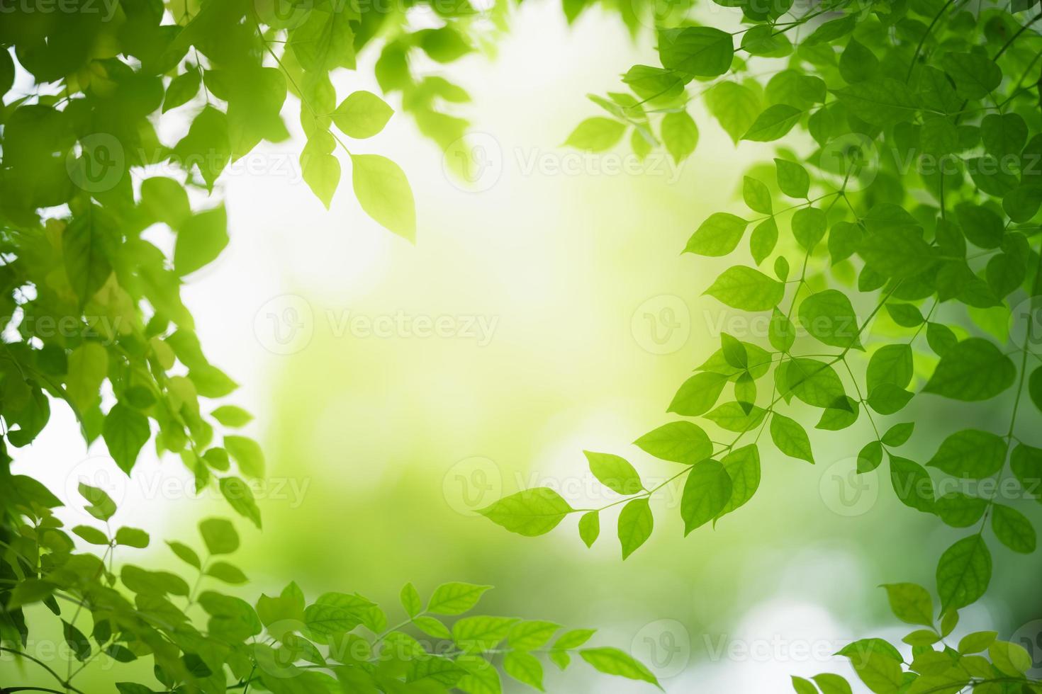 gros plan d'une belle vue sur la nature feuille verte sur fond de verdure floue dans le jardin avec espace de copie en utilisant comme concept de page de fond d'écran. photo