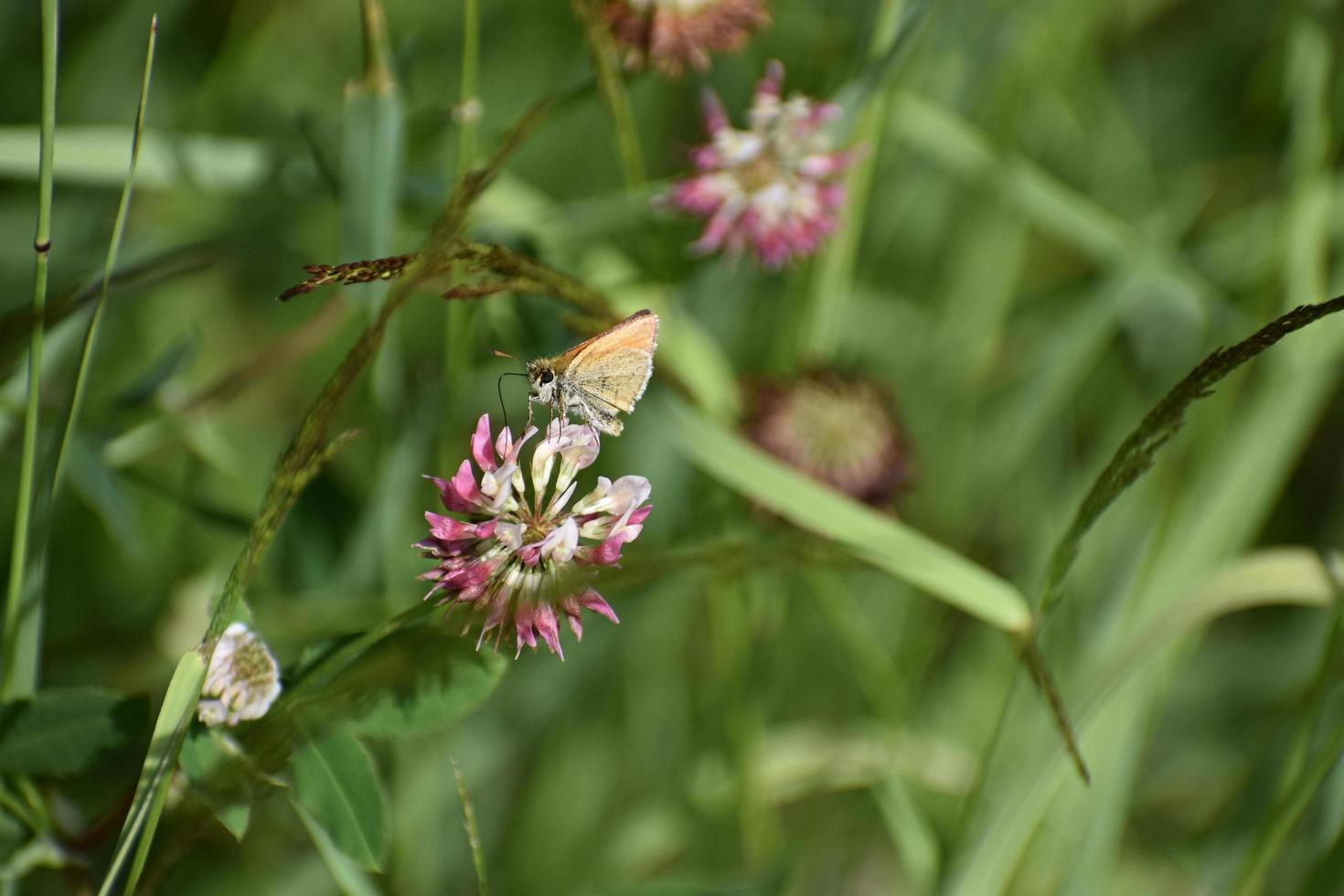 Papillon assis sur une fleur sauvage rose dans le parc national de Yellowstone photo