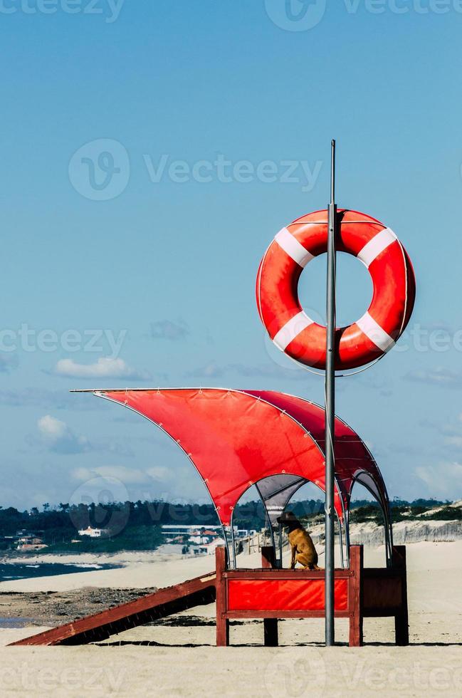 chien sauveteur près d'une plage avec flotteur baywatch photo