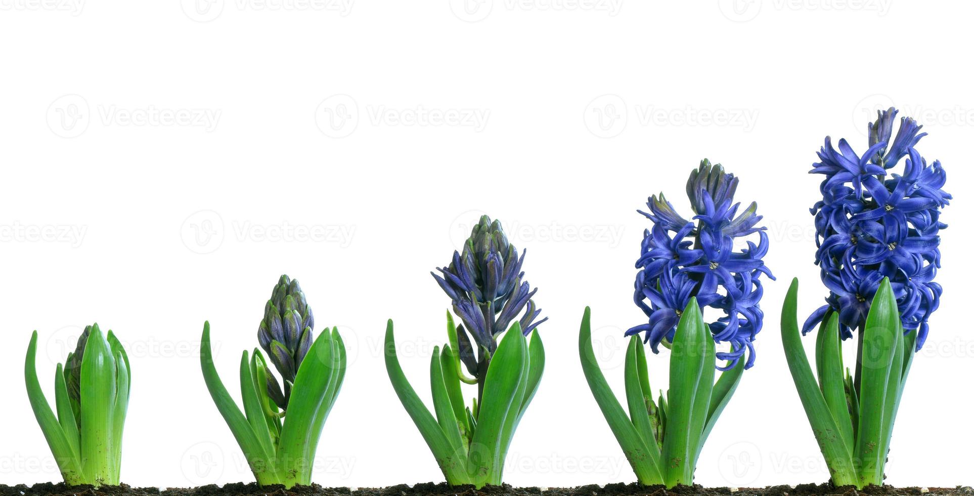 jacinthe bleu en fleurs photo
