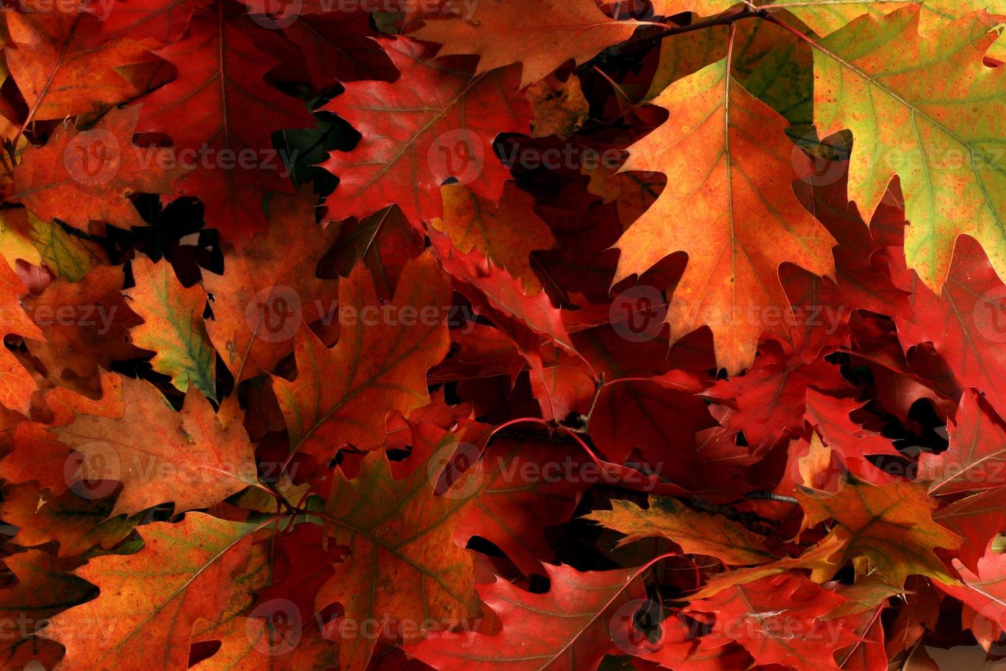 feuilles d'automne photo
