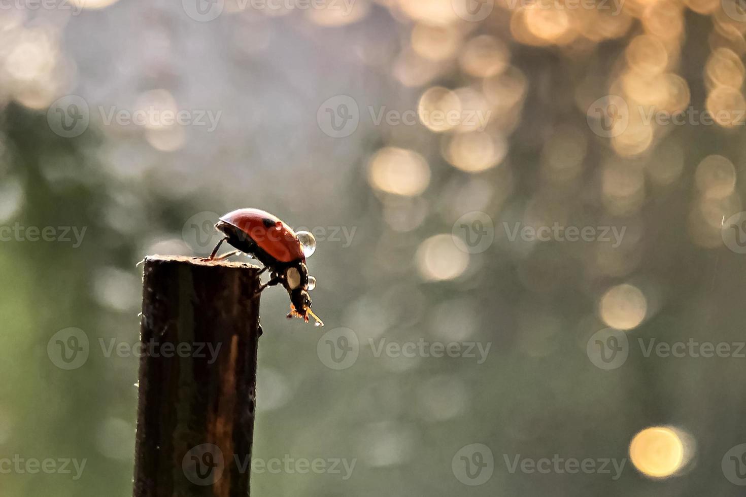 une coccinelle rouge rampe sur un bâton vers les rayons du soleil couchant. bokeh. macrophotographie. après la pluie photo