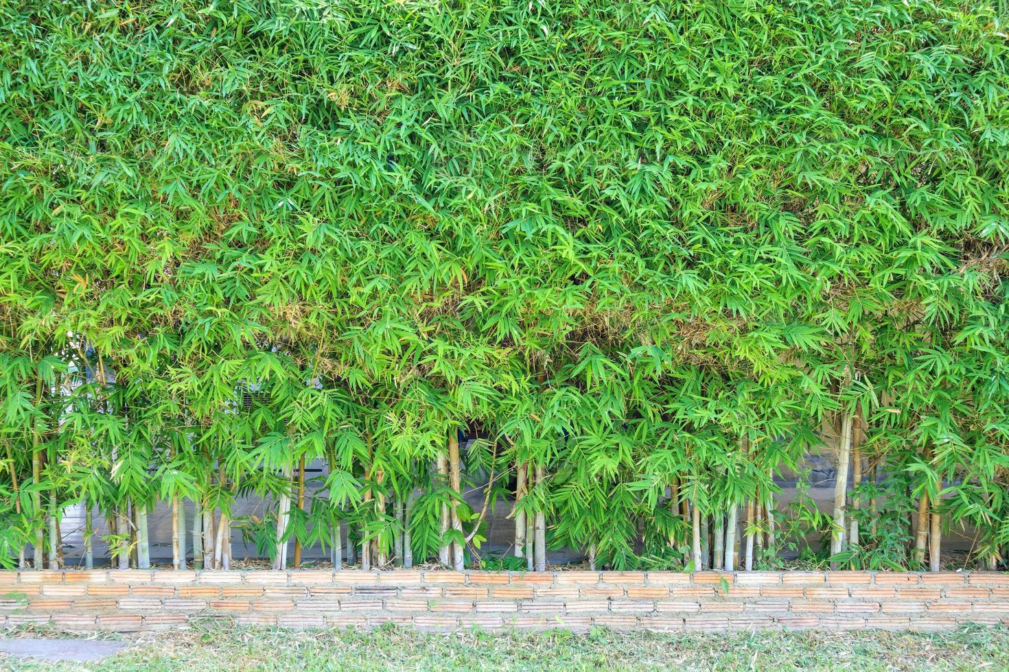 arbre de bambou avec des feuilles vertes décoration de clôture naturelle fond extérieur photo