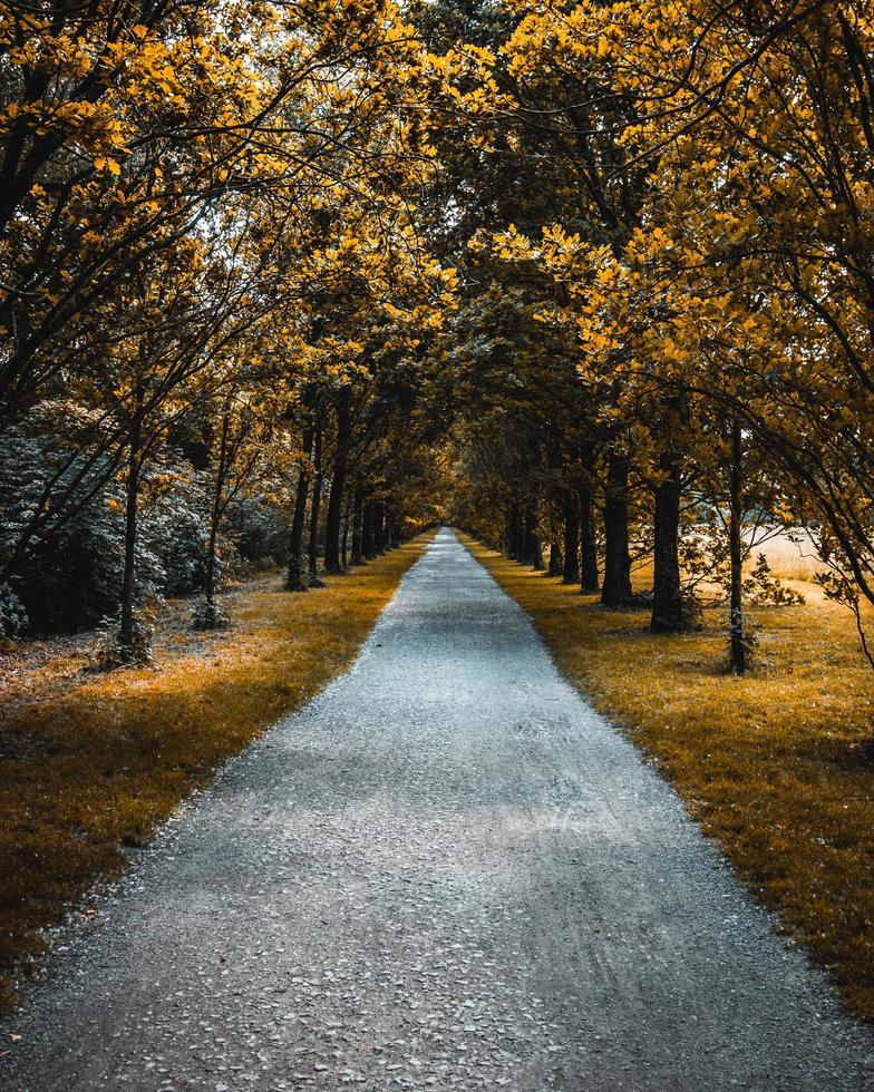 sentier entre les arbres à feuilles jaunes photo