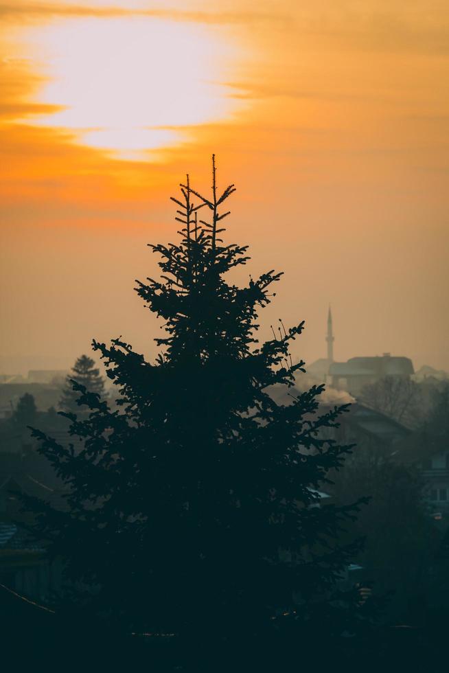 silhouette de pin sous le coucher du soleil orange photo