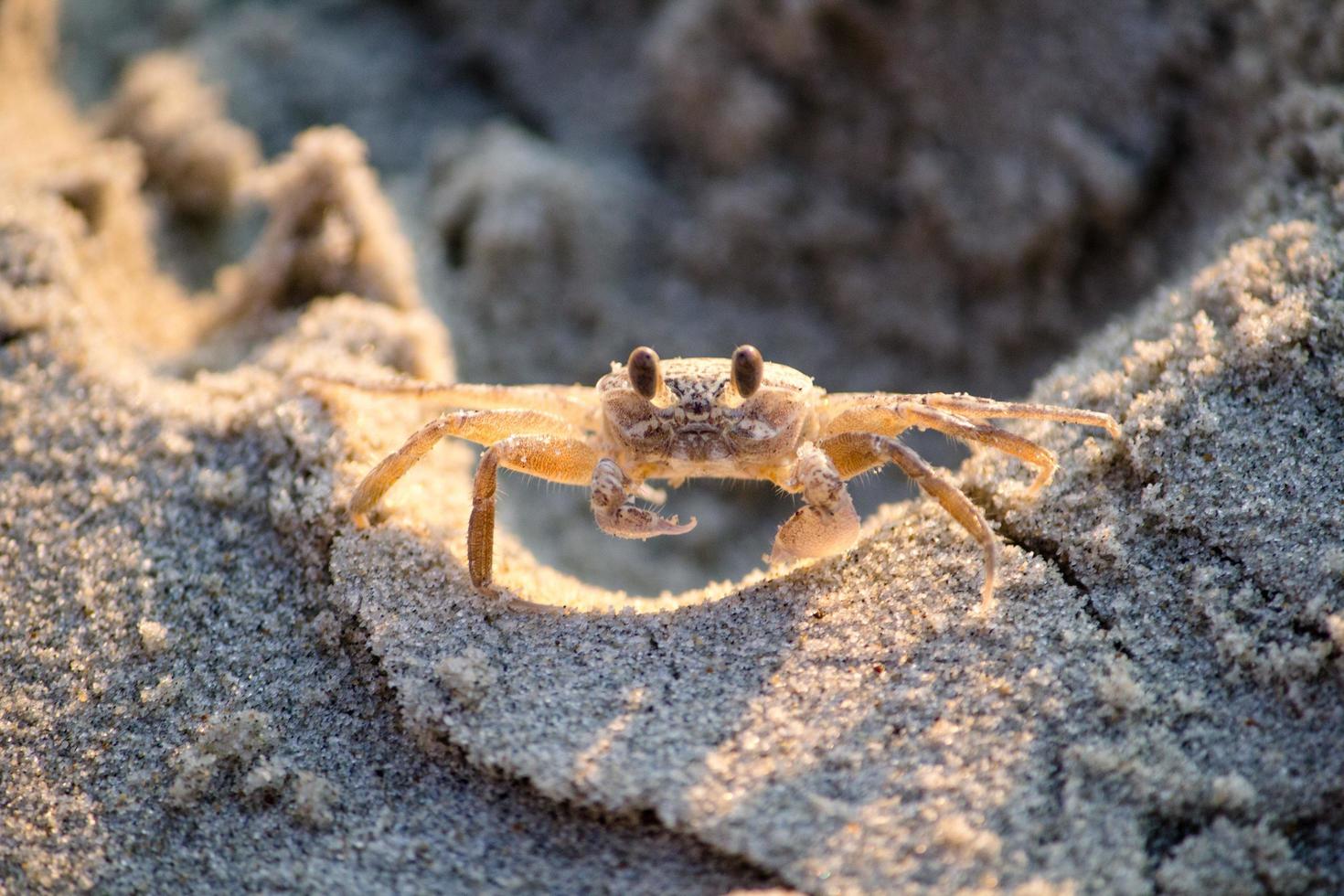 crabe brun sur le sable photo