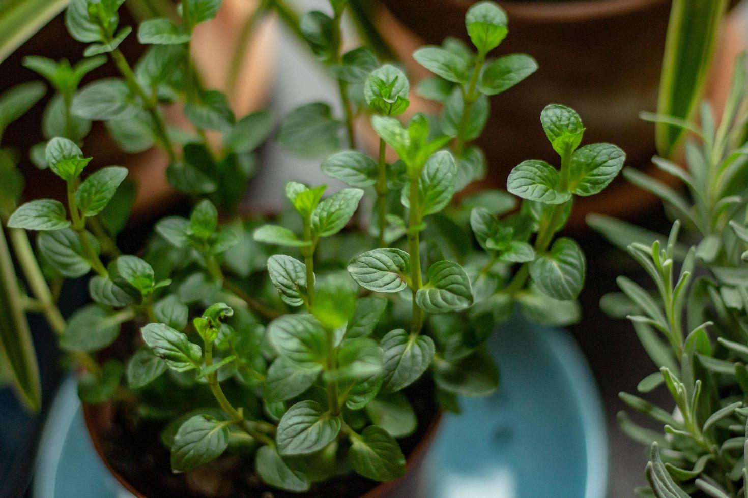 mise au point sélective de la plante verte photo