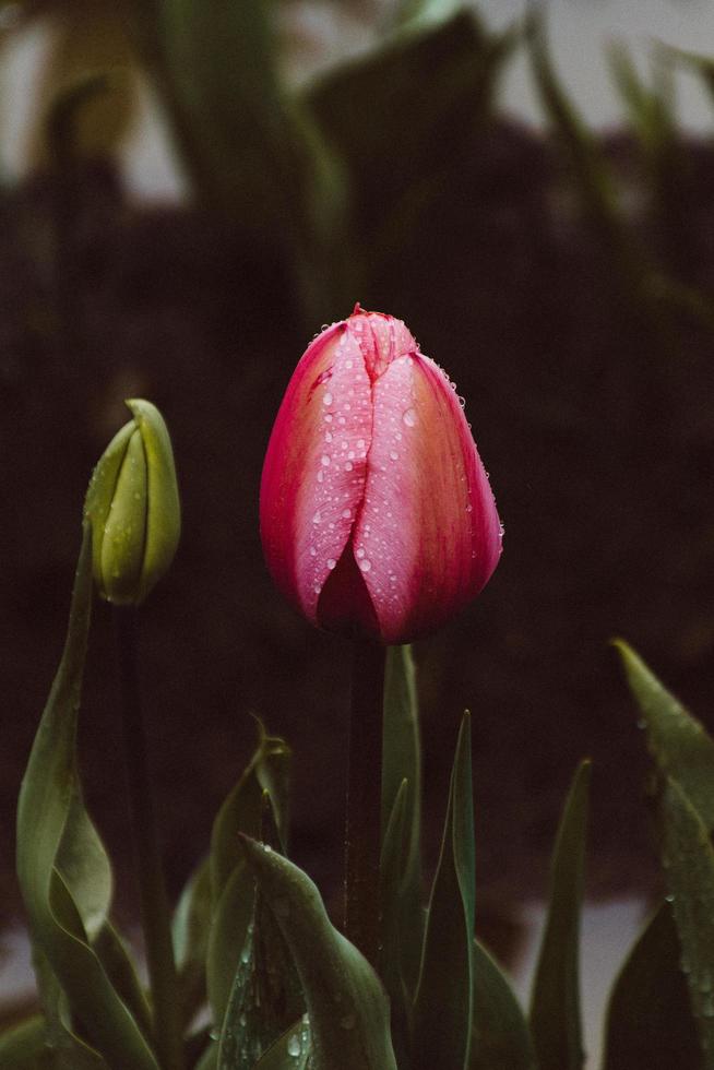 tulipe rose avec des gouttes de rosée photo