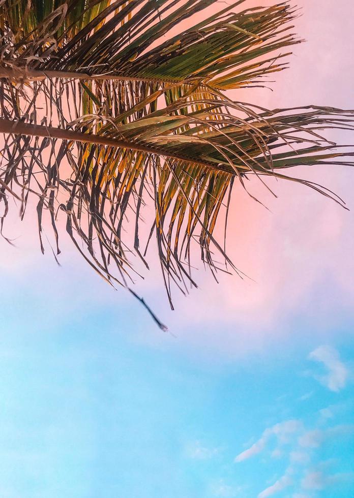 palmier sous ciel coucher de soleil photo