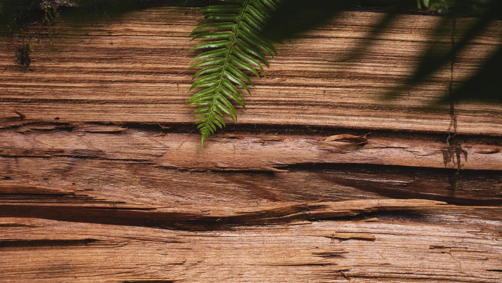 feuille de fougère verte photo