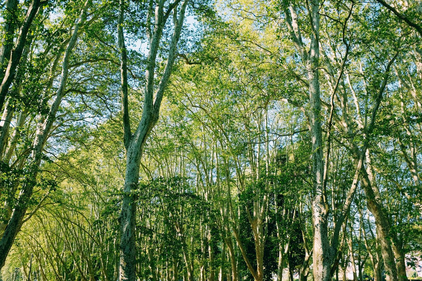 arbres avec un ciel bleu photo